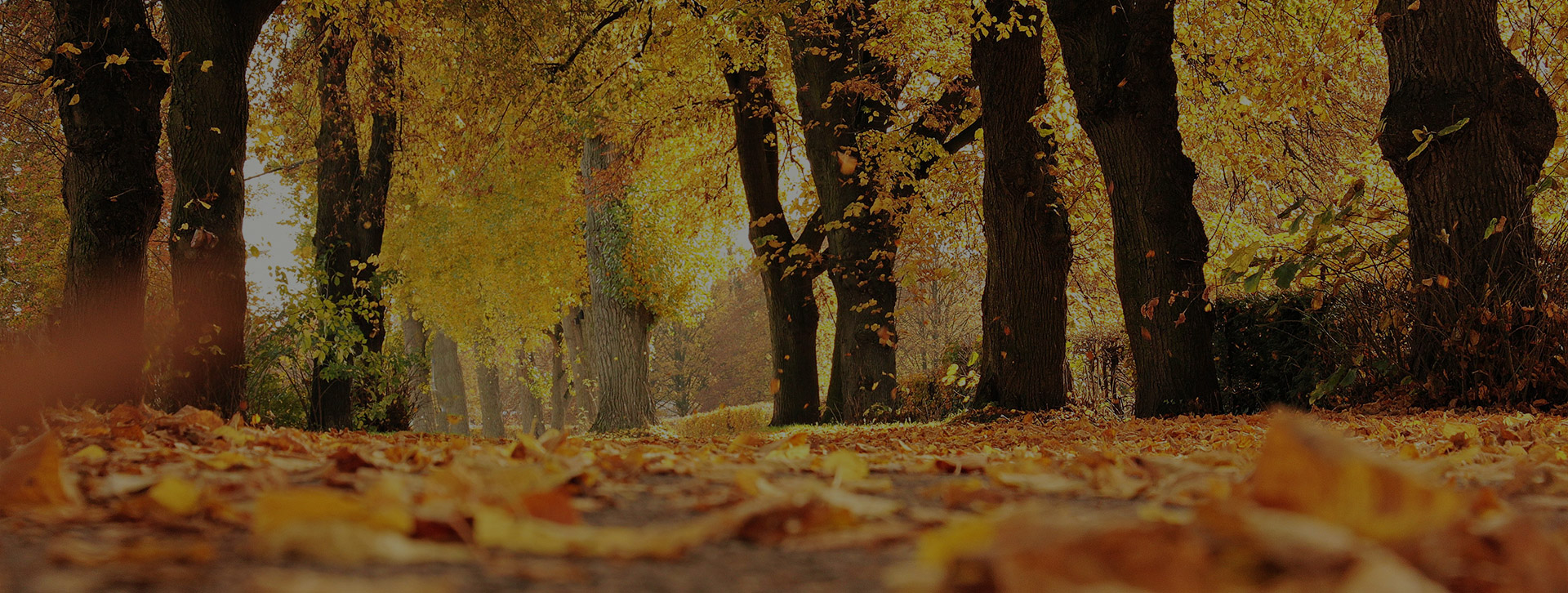 Finding Light Together: Facing Seasonal Affective Disorder as Autumn Returns
