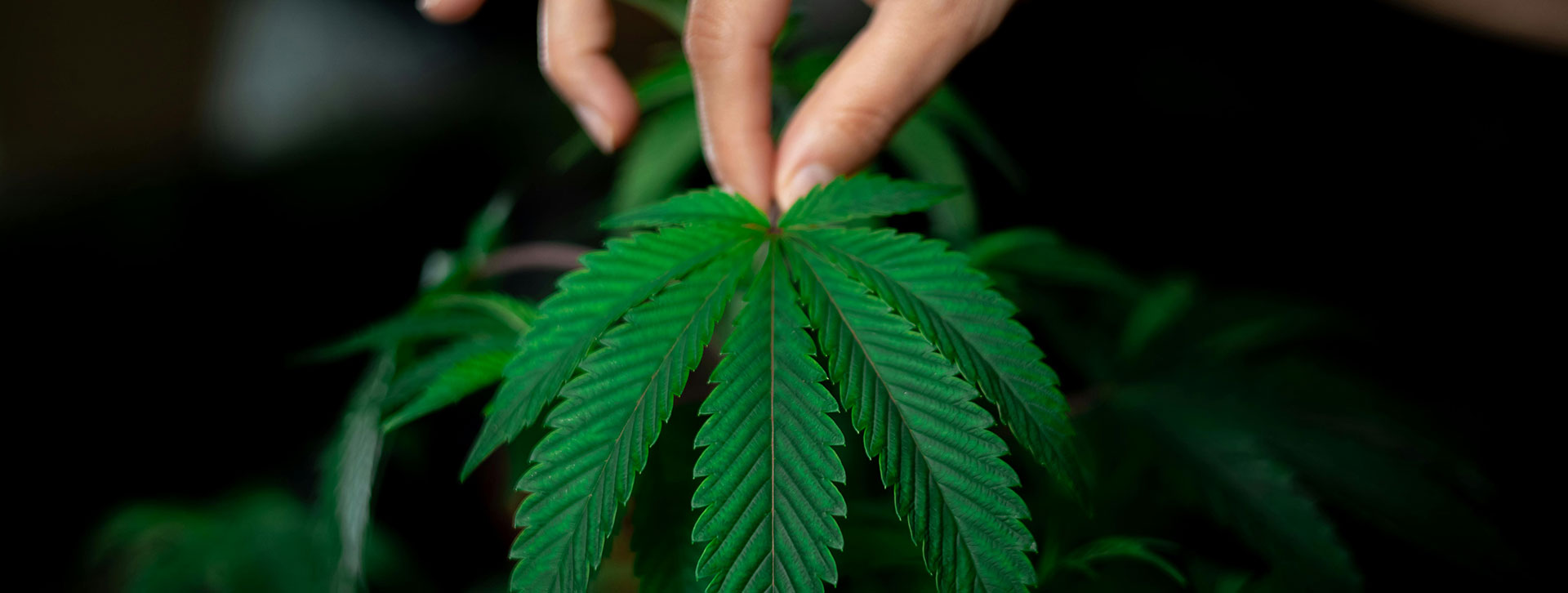 New Federal Hemp Definitions: Closing the 2018 Farm Bill Loophole