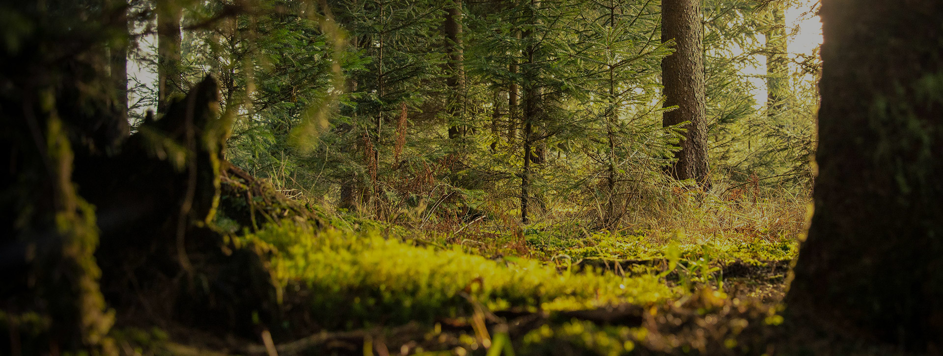 Why Practicing Gratitude During the Holidays Is Essential for Mental Health