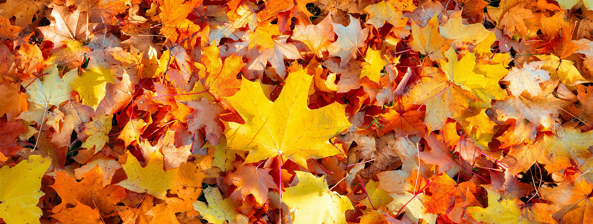 Navigating Anxiety and Mental Wellbeing During Thanksgiving